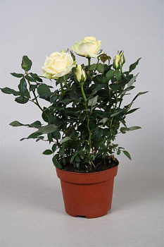 Роза мини белая d-7 см h-10