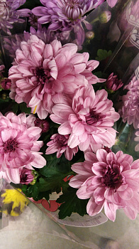 Хризантема темно-розовая d-13 см