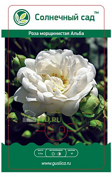 Роза морщинистая Альба в горшке 2 л V2 Солнечный сад