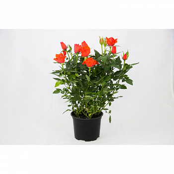 Роза Кордана оранжевая d-10 см h-20