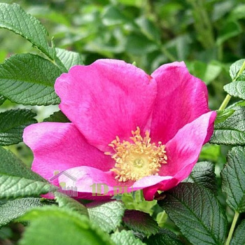 Роза морщинистая Рубра в горшке 2 л V2 Солнечный сад